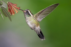 white-eared